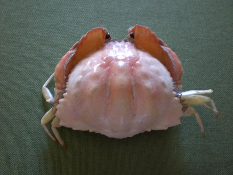 calappa clypeata T.F.C. dorsal view.jpg